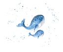 BALEINE ET BALEINEAU NETTOYE def