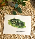ok-carte-postale-arpente-ma-diagonale- A RECADRER_