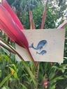 carte-postale-baleine-bleue