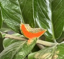 PINS PAPAYE