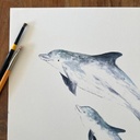 AFFICHE LES DAUPHINS