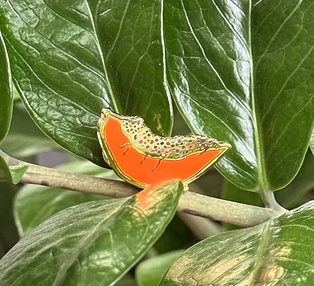 PINS PAPAYE