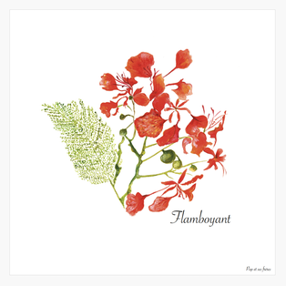 AFFICHE - LES FLAMBOYANTS