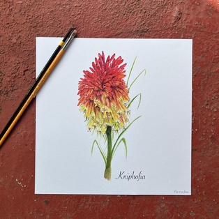 AFFICHE LE KNIPHOFIA