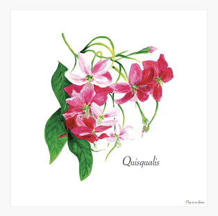 AFFICHE LES QUISQUALIS